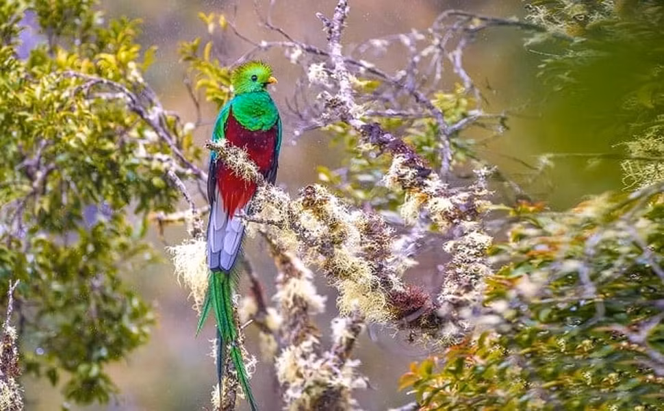 Thức ăn của chim Quetzal gồm: hoa quả, quả mọng, côn trùng, thằn lằn, ếch và các loài động vật nhỏ.