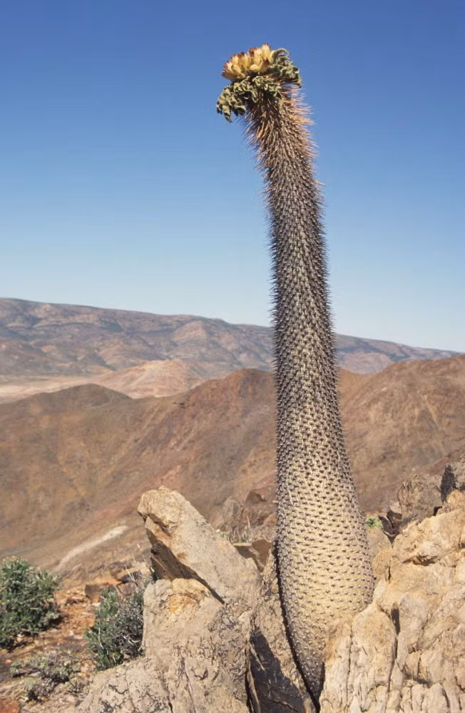 Cây vòi voi (tên khoa học Pachypodium namaquanum) là loài cây có hình dáng độc, dị ở Namibia.