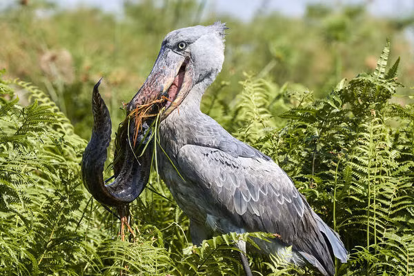Về nguồn gốc, cò mỏ giày là "hậu duệ" của một nhóm khủng long ăn thịt mang tên "Theropoda" - cùng nhóm khủng long T-Rex.