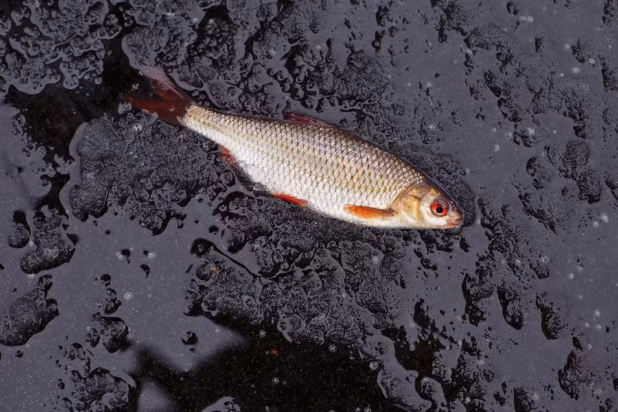 Người ta gọi hiện tượng này là “lluvia de peces” (hay hiện tượng mưa cá). Nhiều giả thuyết đã được đưa ra, bao gồm cả sự can thiệp của thần thánh, nhưng không có giả thuyết nào có tính thuyết phục.