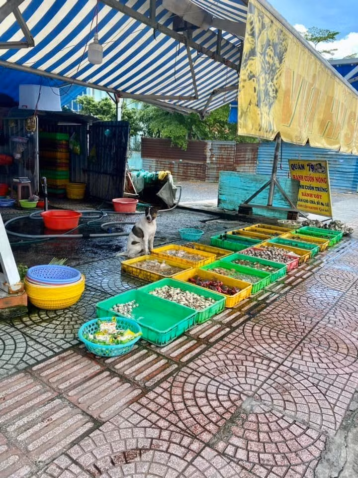 Không chỉ là những "người bạn bốn chân", chó mèo còn được chủ nhân giao phó nhiệm vụ bán hàng với đủ "thủ đoạn" dụ dỗ khách.