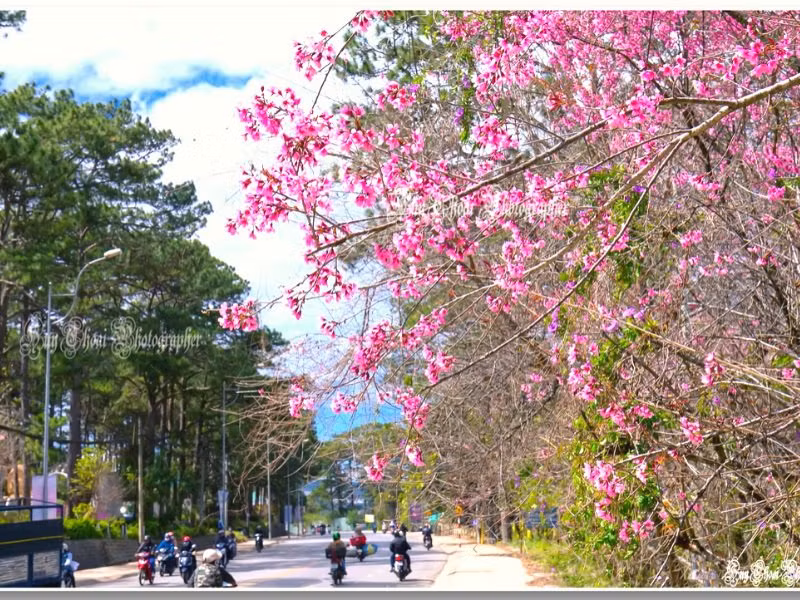 Nhờ sắc hoa mai anh đào mà con đường này trở nên rực rỡ hơn rất nhiều.