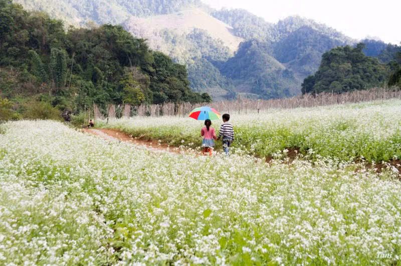 Bản Pa Phách cũng là nơi mọc khá nhiều hoa cải trắng, những cánh đồng cải trắng Pa Phách có một vẻ đẹp lạ kỳ, khiến ai cũng đam mê và không thể rời mắt.
