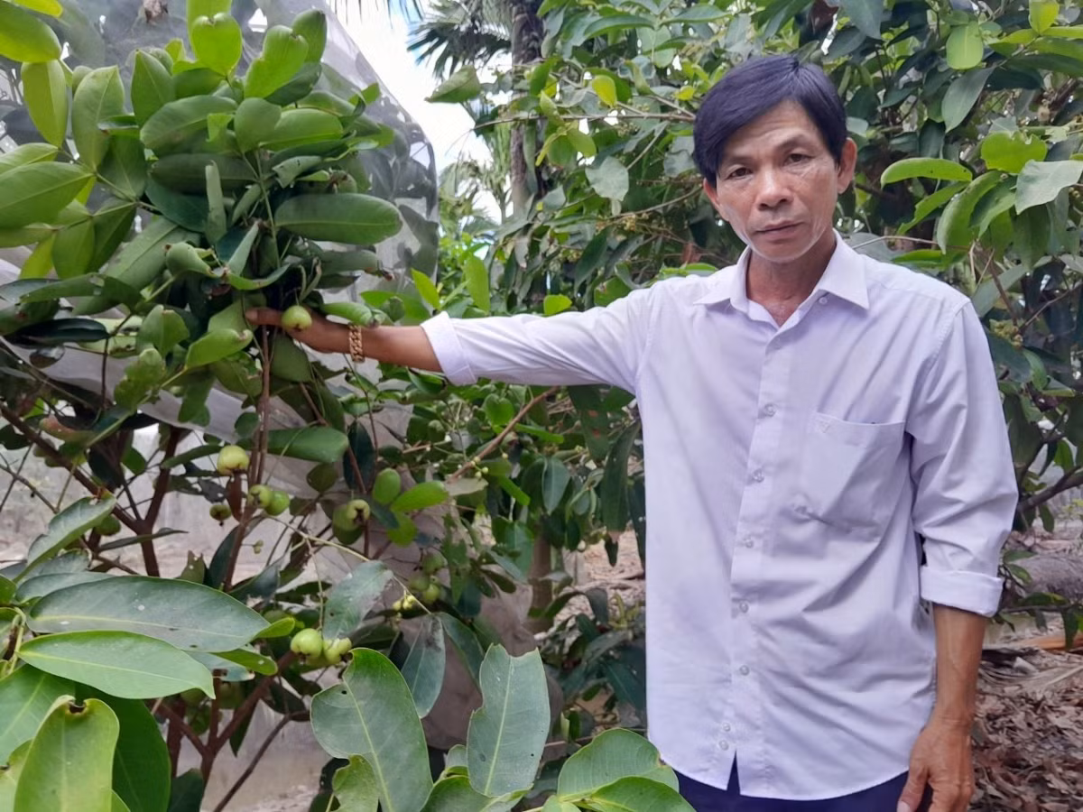 Trong giong man xanh duong, ong nong dan o Soc Trang ban 80.000/kg