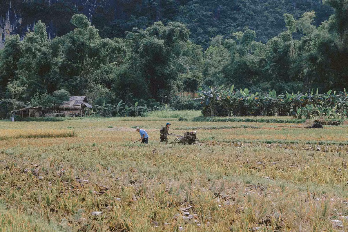 Vào những ngày Hè, bản Lác đang vào mùa gặt, chuẩn bị cho mùa lúa mới. Ảnh: Vương Lộc