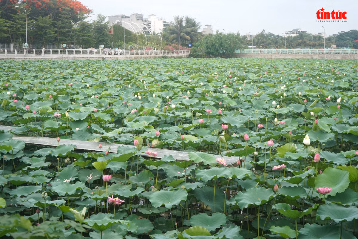 Thieu nu Ha Thanh dep diu dang ben hoa sen ho Tay