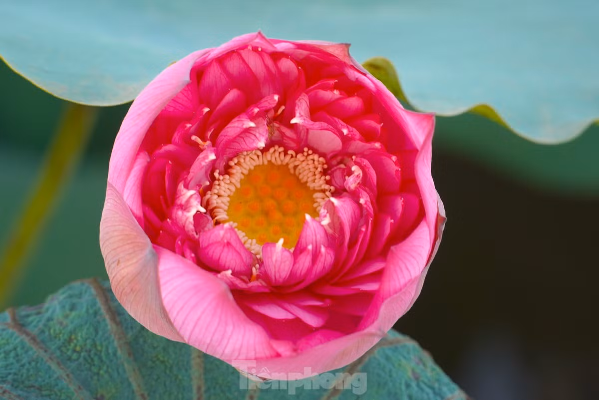  Sen ở Hà Tĩnh nở rộ vào tháng 6. Trên đầm sen rộng, những đoá sen đua nhau nở làm xao xuyến lòng người khi ngắm nhìn.