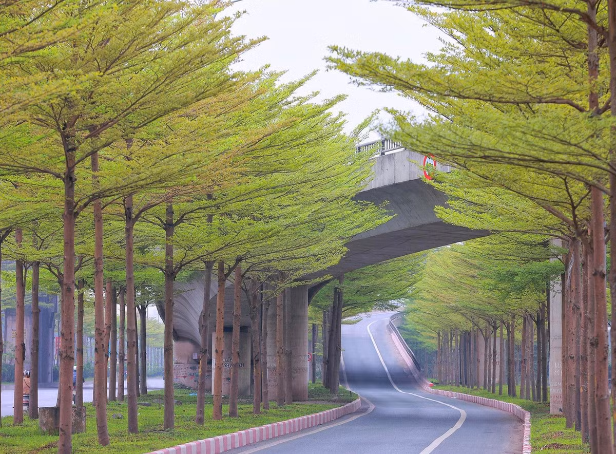 Hàng cây bàng lá nhỏ khiến đường lên cầu Thanh Trì đẹp như tranh Hang cay bang la nho khien duong len cau Thanh Tri dep nhu tranh