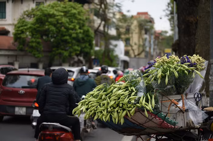 Cứ mỗi độ cuối tháng 3 hàng năm, khi tiết trời chuyển mùa dần ấm áp hơn, hoa loa kèn trắng bắt đầu nở rộ khiến nhiều người say mê.