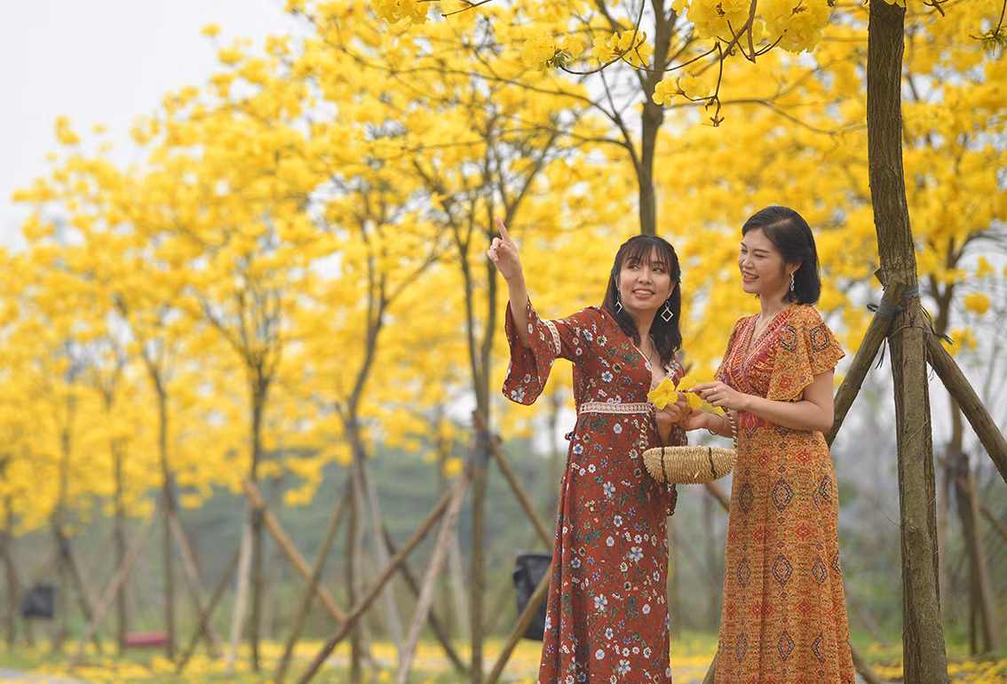 Để phục vụ nhu cầu của người dân, khu đô thị đã mở cửa để mọi người vào tham quan, chụp ảnh tại đường hoa.