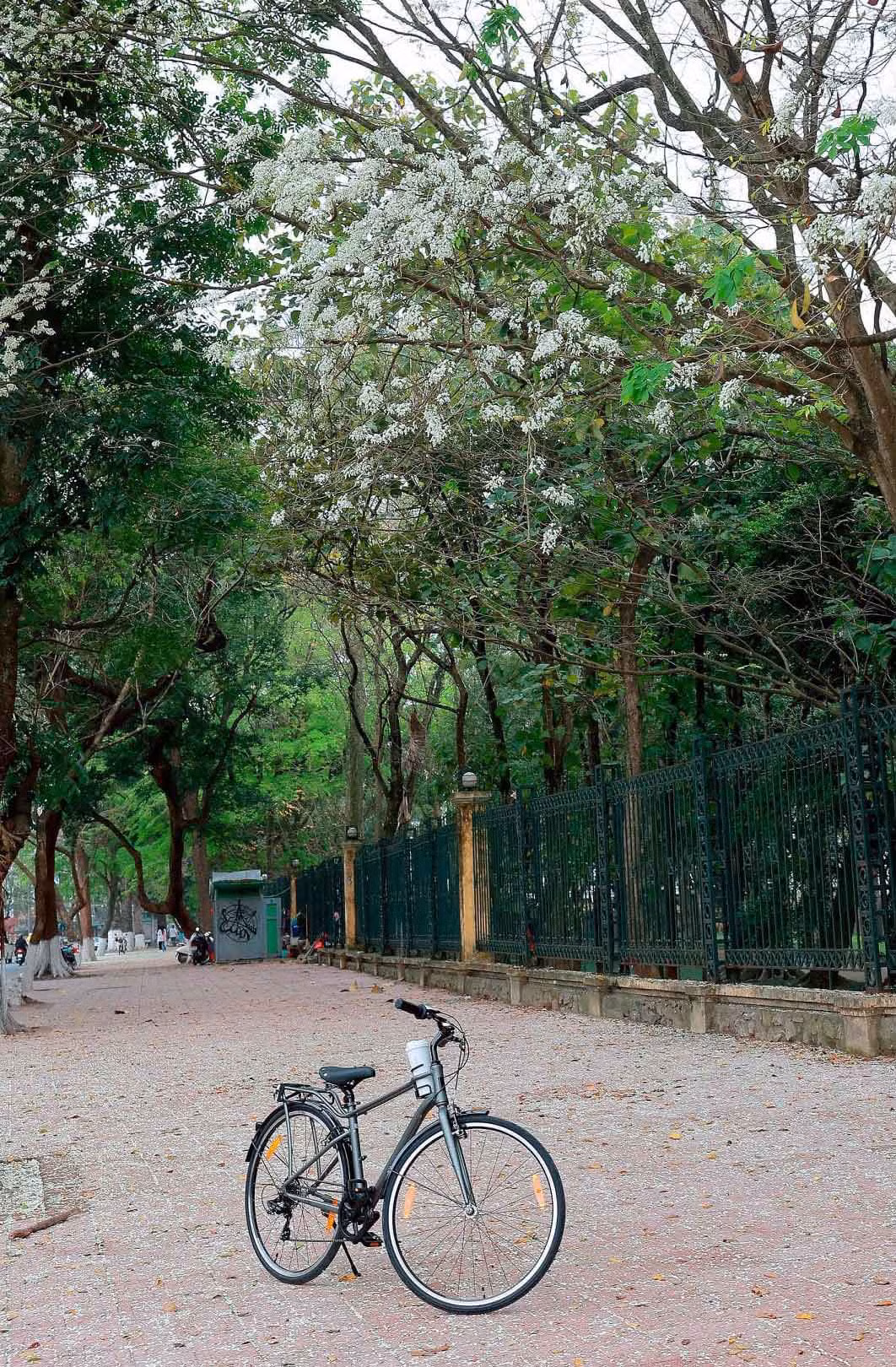 Hoa sưa nở rất nhanh nhưng cũng nhanh tàn, nhường chỗ cho sắc lá xanh non.