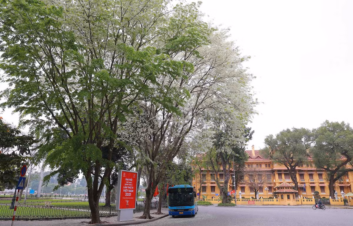 Vẻ đẹp của hoa sưa trắng nở rợp trời các con phố quen tại Hà Nội.