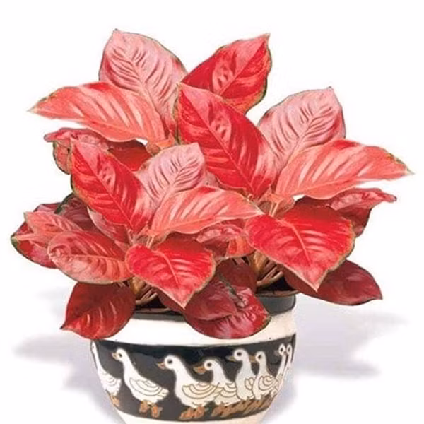  Cây vạn lộc: Trong dân gian, cây vạn lộc còn có tên gọi khác là cây thiên phú. Giống như tên gọi của nó, cây xanh trên bàn thờ này có thể đem lại vô vàn tài lộc. Vẻ ngoài của cây cũng bắt mắt và tràn trề sức sống với lá dày, bóng, màu đỏ hồng mang ý nghĩa điềm lành, cây mọc thẳng, tán phủ tròn, giúp bàn thờ thoáng mát, đồng thời tăng sự trang trọng và ý nghĩa phong thủy. Đặt chậu cây nhỏ trên bàn thờ giúp gia chủ gặp may, xua đuổi những điều xui xẻo. Nhất là khi cây vạn lộc ra hoa, báo hiệu sẽ có chuyển biến tốt trong cuộc sống. 