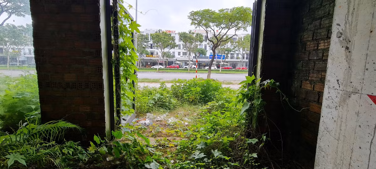 Cỏ dại bò từ ngoài vỉa hè vào tận cửa.