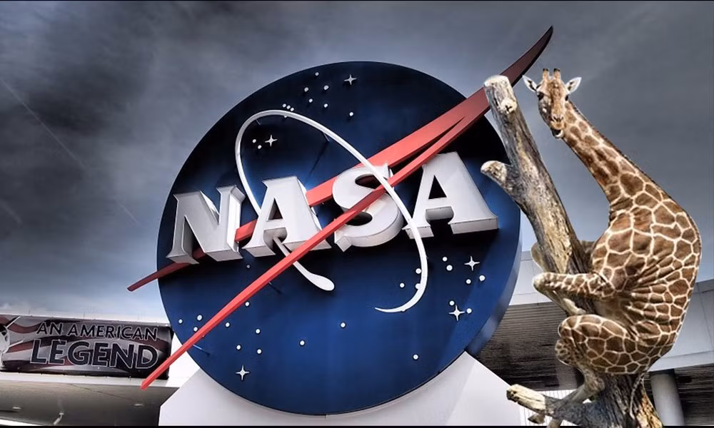 Hươu cao cổ làm “quân sư” cho NASA Huou cao co lam “quan su” cho NASA