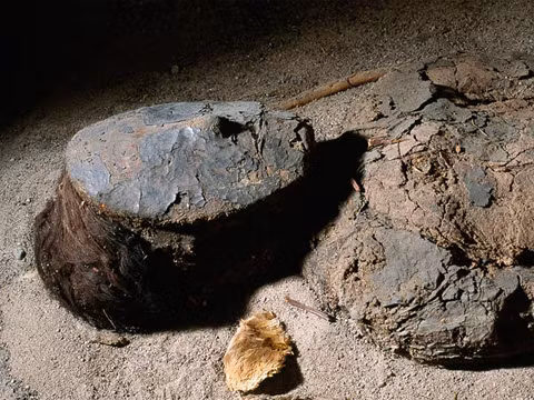 Nguyên do là vì người Chinchorro thực hiện quy trình ướp xác vô cùng đặc biệt và cẩn thận. Họ lột hết da và cơ ra khỏi thi thể người chết.