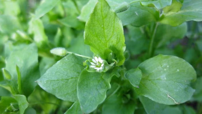 Cây tràng sao có chứa nhiều vitamin A, B, C và đặc biệt là omega-6. Lá tràng sao có thể dùng làm salad hoặc nấu như cải bó xôi. Từ xa xưa, cây tràng sao đã được dùng để điều trị một số bệnh ngứa ở da như thay thuốc mỡ hoặc thuốc đắp. 