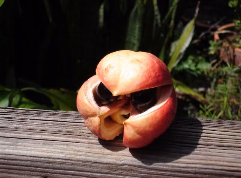 Quả ackee vừa hiếm vừa có hình thù đặc biệt, có nguồn gốc từ Jamaica. Quả có hình dáng giống như một bộ não, thịt quả màu trắng hơi vàng. Quả này có thể ăn không hoặc ăn kèm với rau. Hạt quả ackee có chứa chất độc hypoflycin nên bị Mỹ cấm nhập khẩu. 