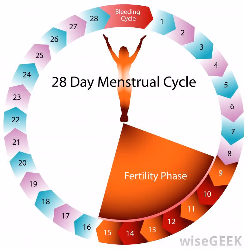 Sau kỳ đèn đỏ, lượng oestrogen và progesterone bắt đầu tăng lên, mặc dù tốc độ tăng khá chậm. Đây là thời điểm phụ nữ thấy mình khỏe như lực sĩ và cũng là thời điểm nên tập nặng. Khi tập rất nên chọn những bài tập cần dùng sức như leo núi, đạp xe hoặc HIIT. 