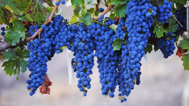 Một nghiên cứu còn cho thấy anthocyanin có tác dụng chống lên cân, giảm béo phì.