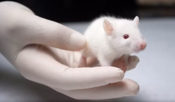 Nhóm nghiên cứu tại Đại học St. Louis đã tiêm cho chuột bạch loại virus này vào dưới da giống như khi con người bị muỗi cắn và sau đó 1 tuần thì vẫn tìm thấy virus Zika sống trong mắt chuột. Thử nghiệm 28 ngày sau cho thấy nước mắt của chuột bị nhiễm virus có chứa vật liệu di truyền từ virus chứ không phải chính virus đó. 