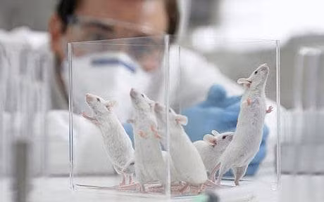 Các nhà nghiên cứu cho biết phát hiện này khiến khả năng virus Zika có thể lây lan khi tiếp xúc với nước mắt của người bị nhiễm là hoàn toàn có thể vì những loại virus sống trong máu khác như virus herpes cũng đã từng lây lan qua các màng sừng. 
