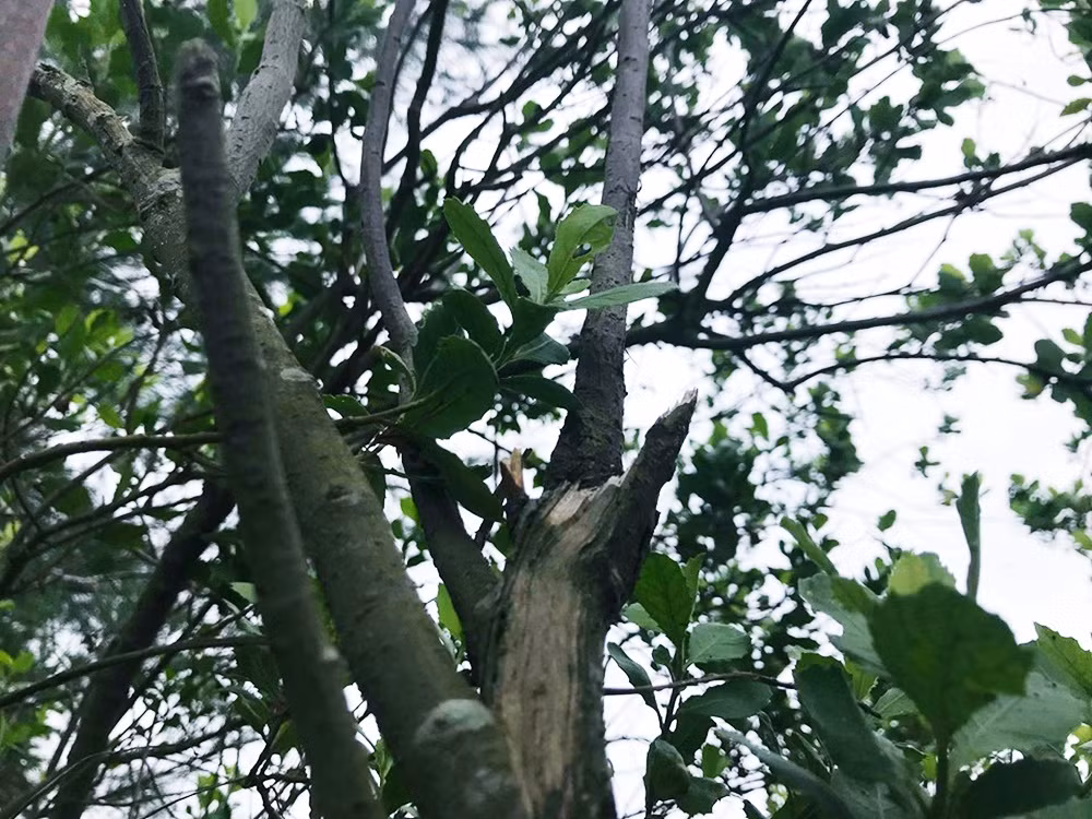 Những cánh rừng ngập mặn tiếp tục được người dân xã Phù Long phủ kín trên đảo Cát Bà.