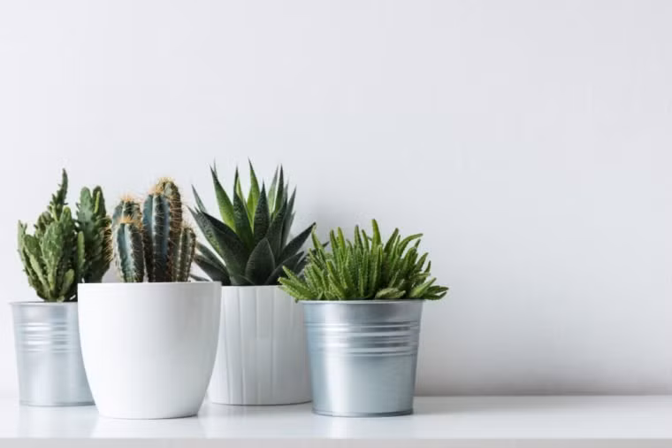 Cây xương rồng Tin xấu cho những người yêu loại cây này. Các nguyên tắc phong thủy cho rằng thực vật có bề ngoài gai nhọn hoặc gai góc là nam châm cho những xúc cảm tiêu cực. Bề mặt gai của xương rồng, hoặc các loại cây có gai nhọn tương tự có thể tạo ra căng thẳng cho ngôi nhà và các mối quan hệ xung quanh.