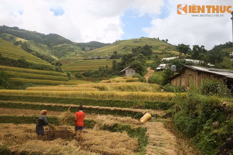 Những cánh đồng đang bước vào những ngày cuối cùng để kết thúc vụ gặt.