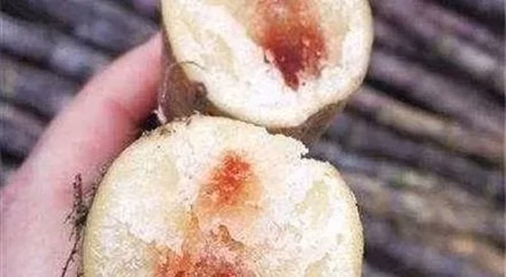 Do nhiệt độ bắt đầu tăng cao trong khoảng thời gian này, mía rất dễ bị nấm mốc. Mía bị nấm mốc sẽ chuyển sang màu đỏ, thường được gọi là mía tim đen, mía lòng đỏ. Loại mía mốc này chứa 3-Axit nitropropionic, một chất độc thần kinh.