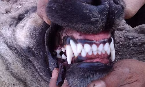 Nhưng Kangal là giống chó vốn có thể đối đầu với cả chó sói và gấu.