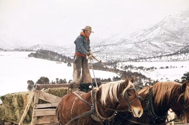 Frank Starbuck, chủ trang trại ở Fairview, Colorado, nuôi hơn 400 con gia súc và quản lý khu đất rộng 1.300 mẫu. Trong ảnh là một ngày làm việc của ông Starbuck tháng 10/1972.