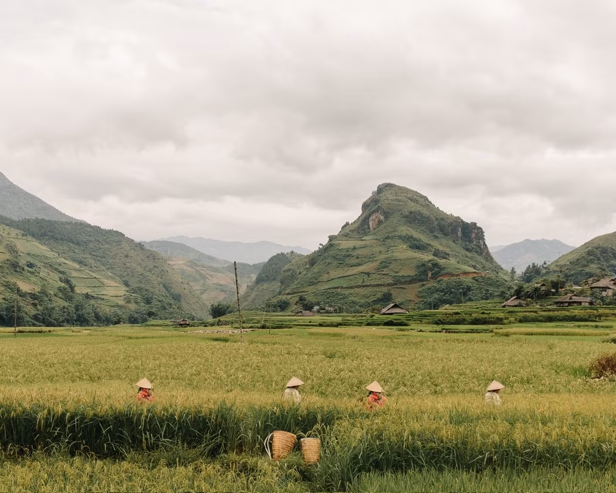 Mùa gặt lúa ở Mù Cang Chải