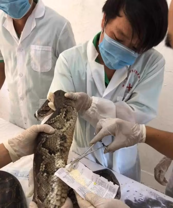 Trăn khổng lồ ra sức đấu với máy xúc và kết đắng - Hình 3 Tran khong lo ra suc dau voi may xuc va ket dang-Hinh-3