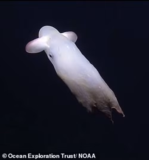 Cũng giống như những loài bạch tuộc khác, bạch tuộc Dumbo có khả năng thay đổi màu sắc. Tuy nhiên, chúng lại không có khả năng phóng mực đen để tự vệ như những loài bạch tuộc thông thường. Thay vào đó, chúng tự vệ bằng xúc tu có gai nhọn.