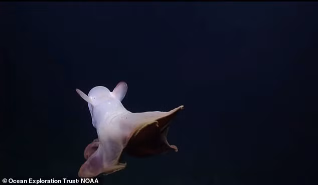 Các nhà khoa học đã phát hiện hơn 12 loài bạch tuộc Dumbo và chúng sở hữu kích cỡ cũng như hình dạng khác nhau, dài từ 20 cm đến 182 cm.