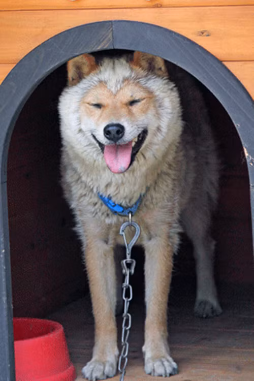 Mặc dù mọi người đã cố gắng hết sức để bảo tồn giống chó Shiba Inu hiếm có này, thực sự vẫn rất khó để tăng số lượng loài vì giống chó này sinh đẻ ít, mỗi lứa chỉ để được hai đến 3 con chó con.