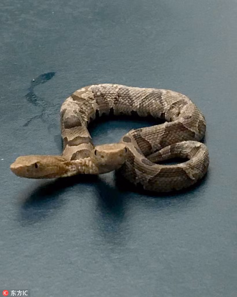 Ra vuon choi, tim thay ngay ran hai dau