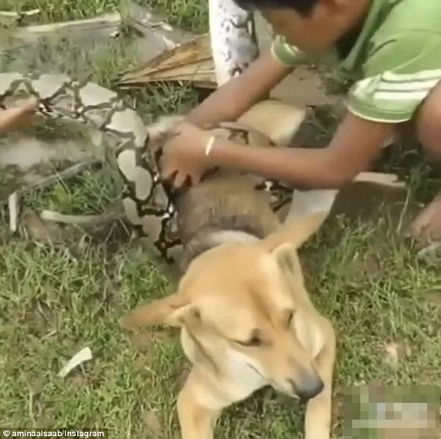 Thót tim ba cậu bé chiến đấu trăn khổng lồ cứu chó cưng - Hình 2 Thot tim ba cau be chien dau tran khong lo cuu cho cung-Hinh-2