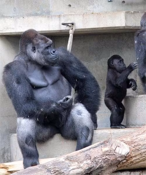 Sau khi trở thành cha, Shabani rất chăm sóc vợ, con, trở thành một người chồng, người cha mẫu mực, khiến nhiều người không khỏi ngưỡng mộ.