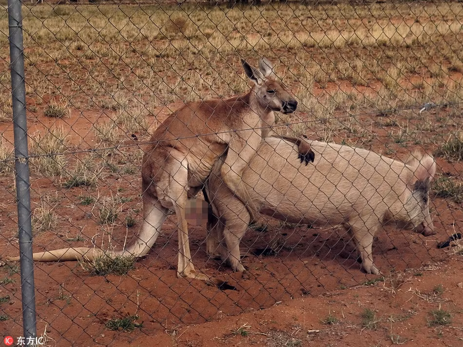Trong ảnh là khoảnh khắc xấu hổ muốn độn thổ của một con kangaroo đực. Mắt nhắm mắt mở tưởng nhầm một con heo cái là bạn tình, kangaroo đực nhanh nhảu, không ngần ngại "yêu đương" nóng bỏng ngay cả khi có người chứng kiến.