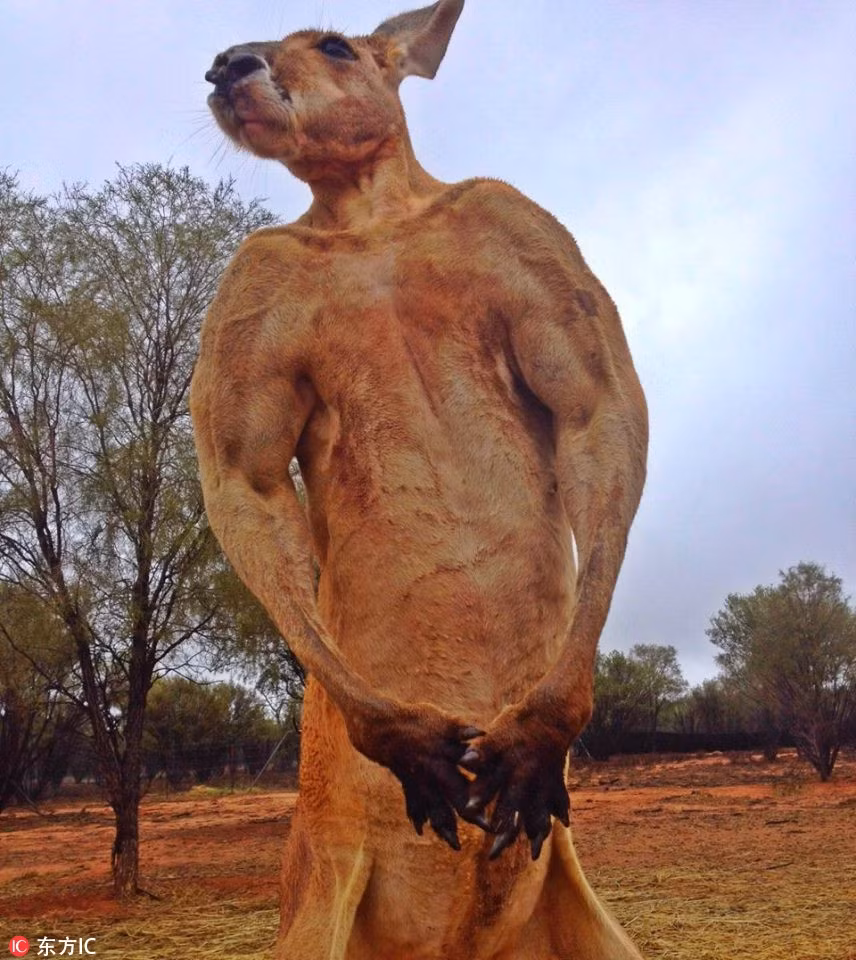 Thấy có người chụp ảnh, chú kangaroo này lập tức gồng mình thể hiện bản thân, khoe tối đa cơ bắp chắc nịch của mình.