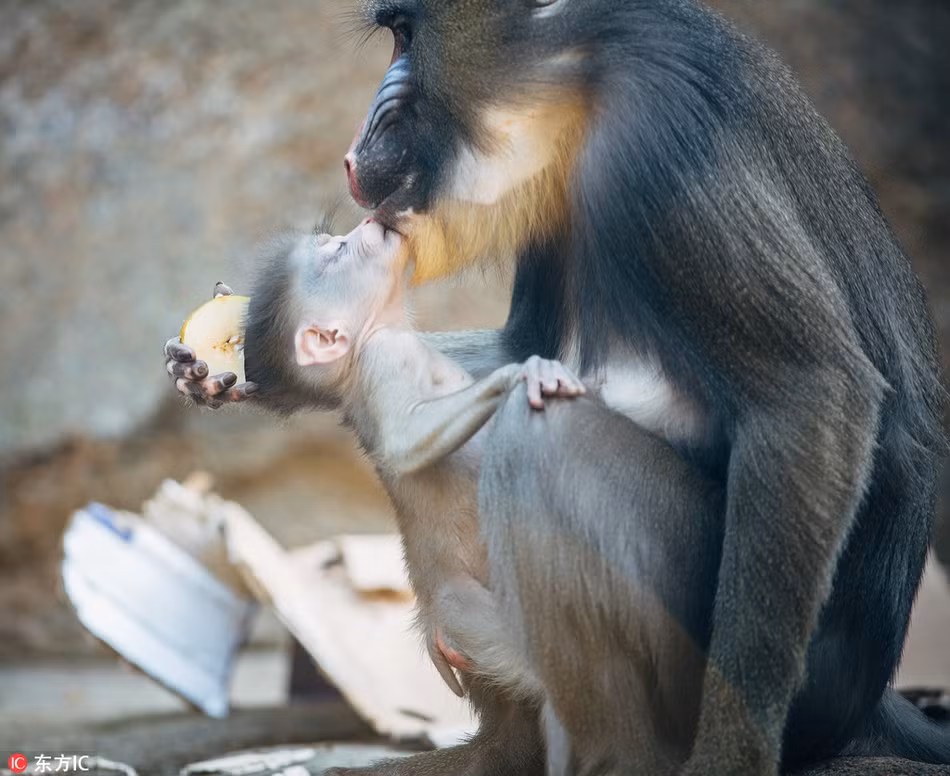 Aluna được mẹ âu yếm, vuốt ve và chăm sóc vô cùng chu đáo.