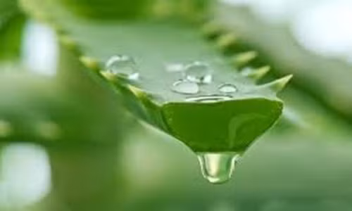 2 cách làm trắng da tại nhà cực nhanh với nha đam 2 cach lam trang da tai nha cuc nhanh voi nha dam