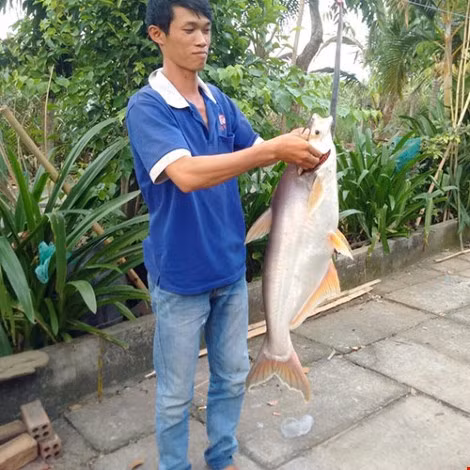 Bat duoc ca basa khong lo tren song Dong Nai-Hinh-2