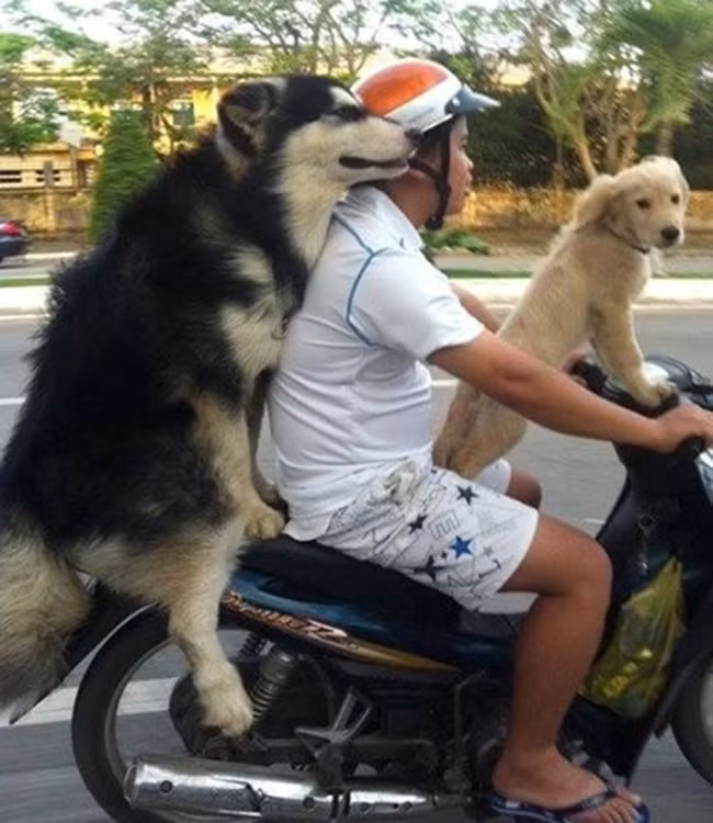 Vi vu dạo phố.