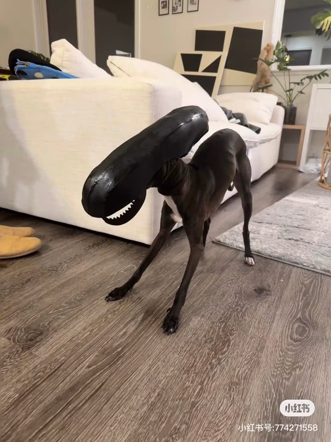 Venom này lạ quá... (Ảnh: Weibo Việt Nam)