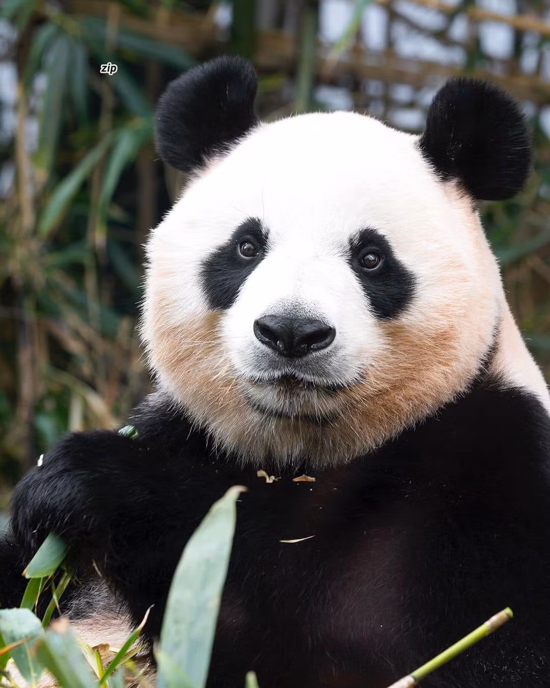 Aibao, Lebao và Fubao là một trong những gia đình gấu trúc nổi tiếng thế giới.