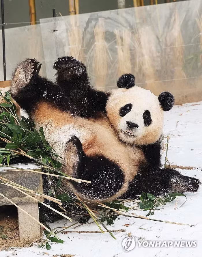 Gấu Aibao hiện ở chung cùng với "ông xã" và hai đứa con của mình là Huibao - Ruibao (Huy Bảo - Duệ Bảo). Cặp "công chúa" Huibao và Ruibao lần đầu trải qua đợt tuyết đầu mùa ở Hàn Quốc kể từ khi mới sinh, theo Korean Times.