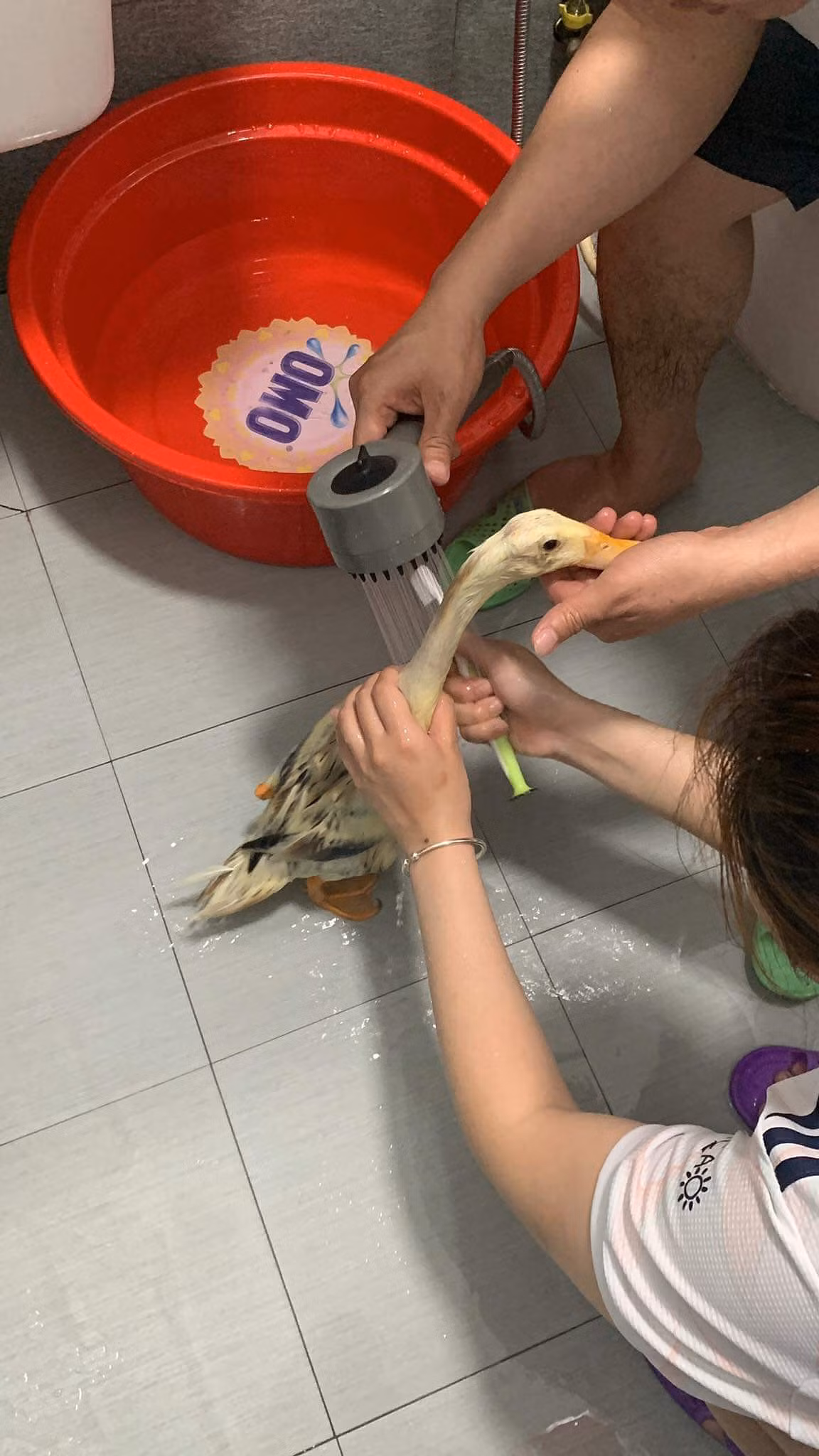 Là một chú vịt, tuy nhiên, nàng vịt được chủ nhân chia sẻ rằng rất...sợ nước.